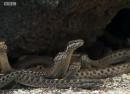 A video of dozens of hungry snakes chasing a lizard has gone viral on the Internet.